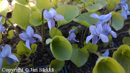 Viola epipsila, korpiorvokki